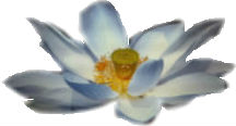 net-log-white-transparent.jpg
